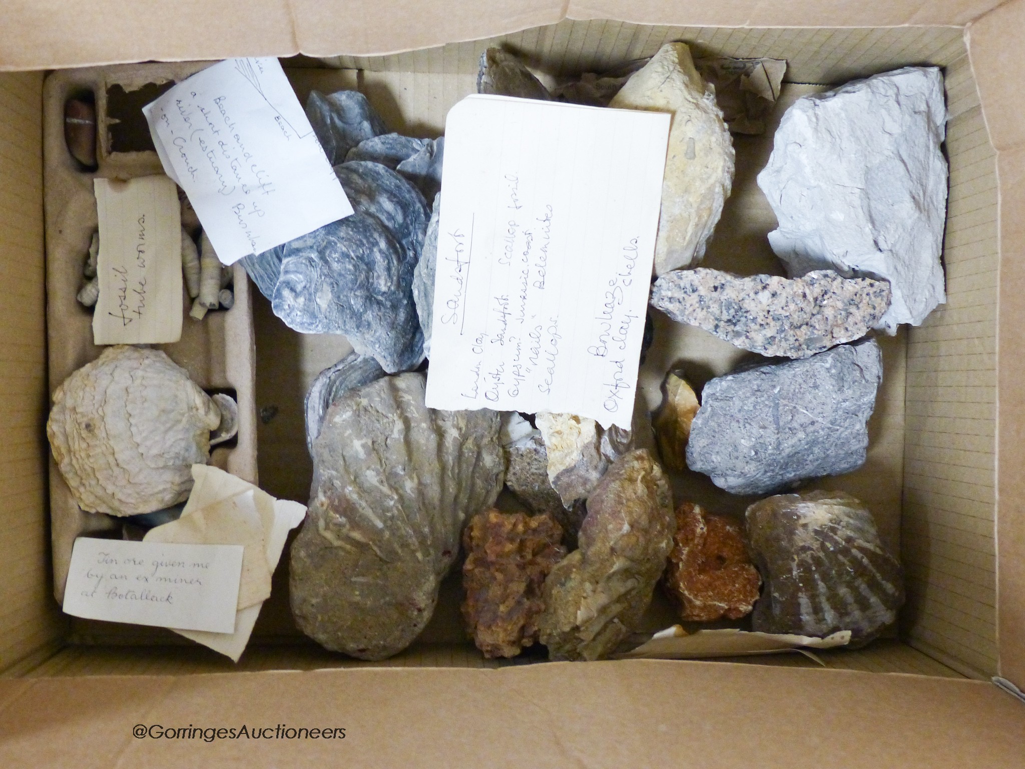 A quantity of fossils etc, in a display case